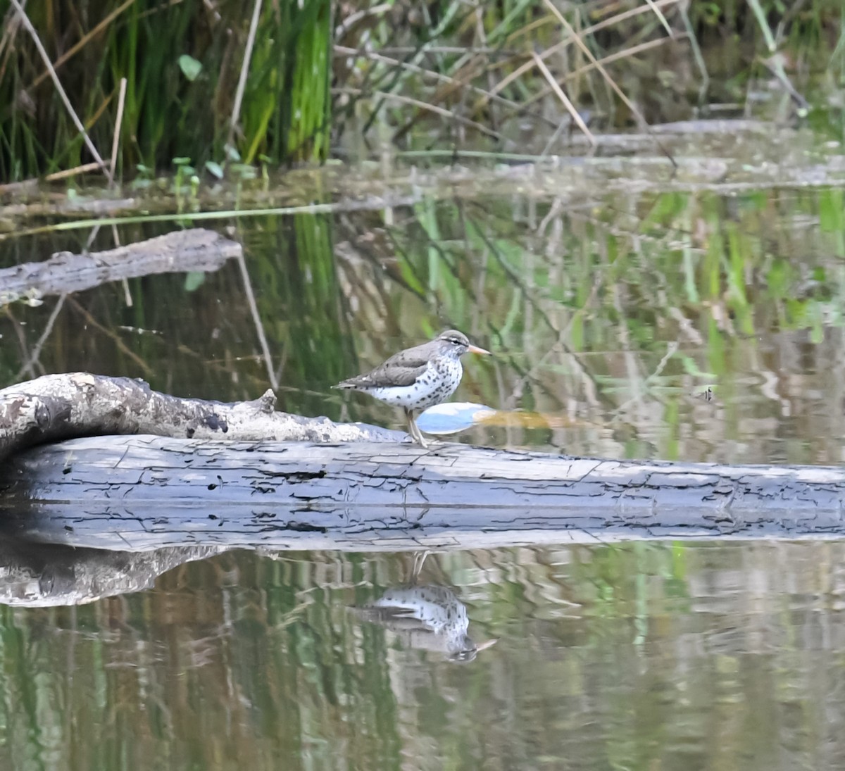 Spotted Sandpiper - ML557680821