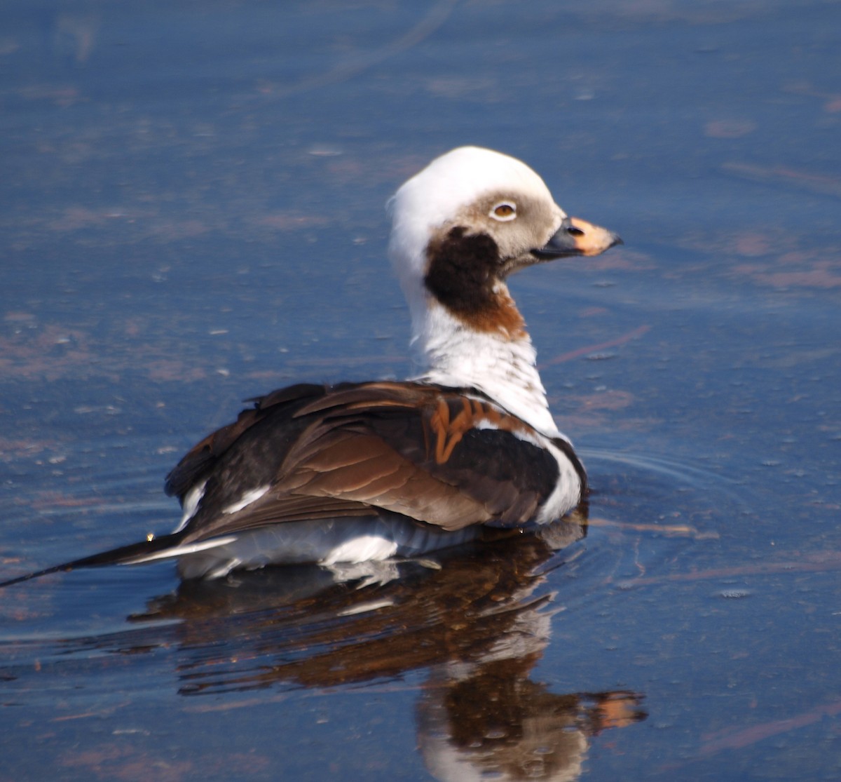 Long-tailed Duck - ML557681981