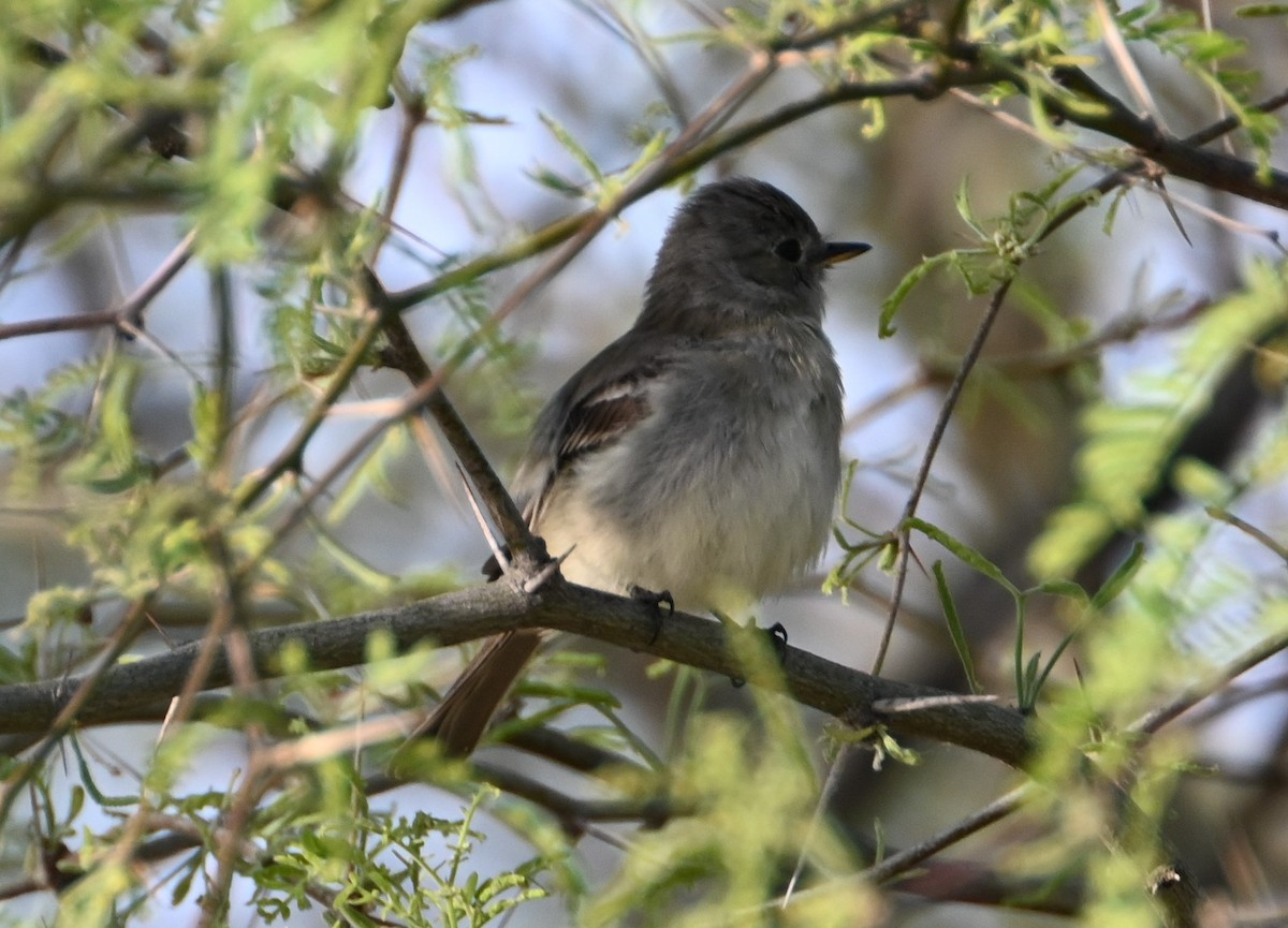 Gray Flycatcher - ML557682311