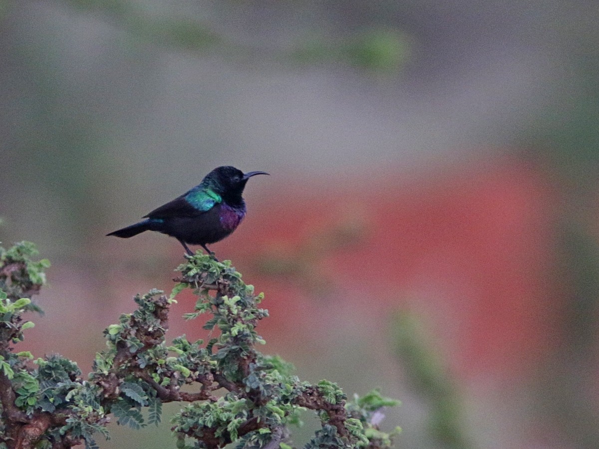 Souimanga du Marico - ML557683481