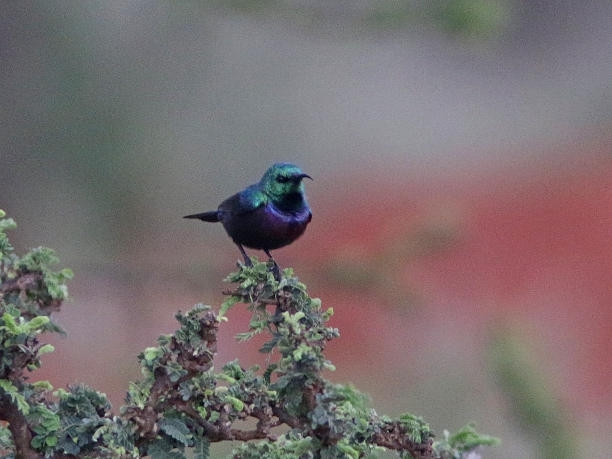 Souimanga du Marico - ML557683491