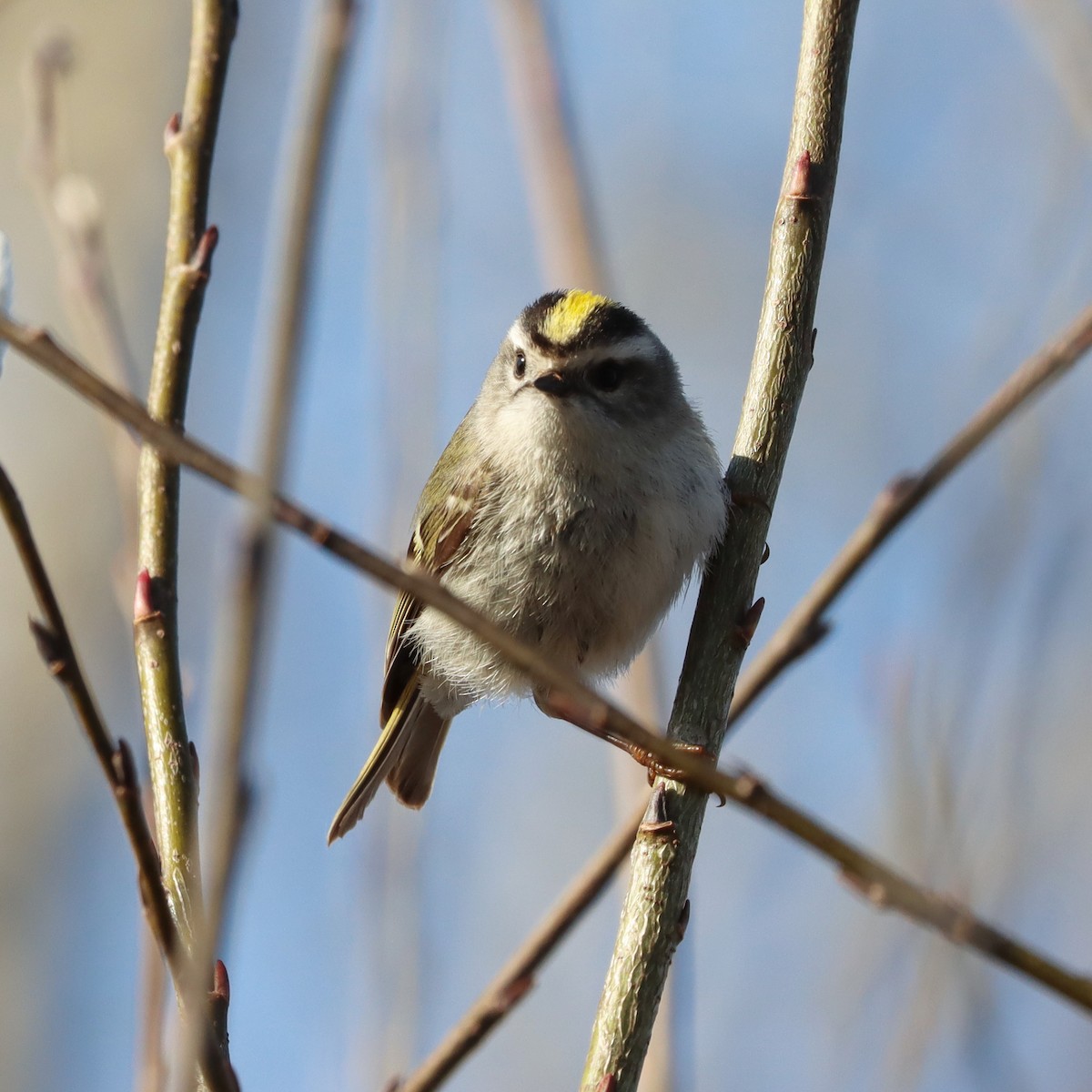 Golden-crowned Kinglet - ML557684931