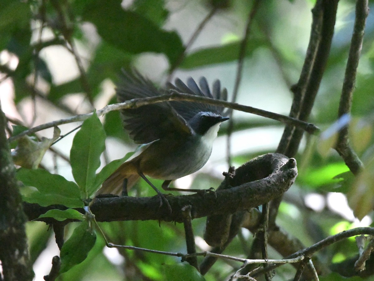 Olive-flanked Robin-Chat (Olive-flanked) - Gabriel Jamie