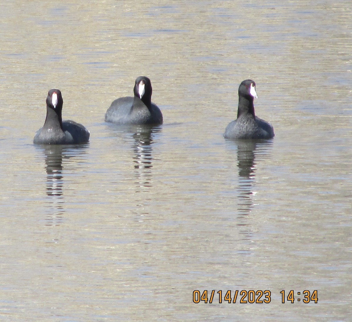 American Coot - ML557686971