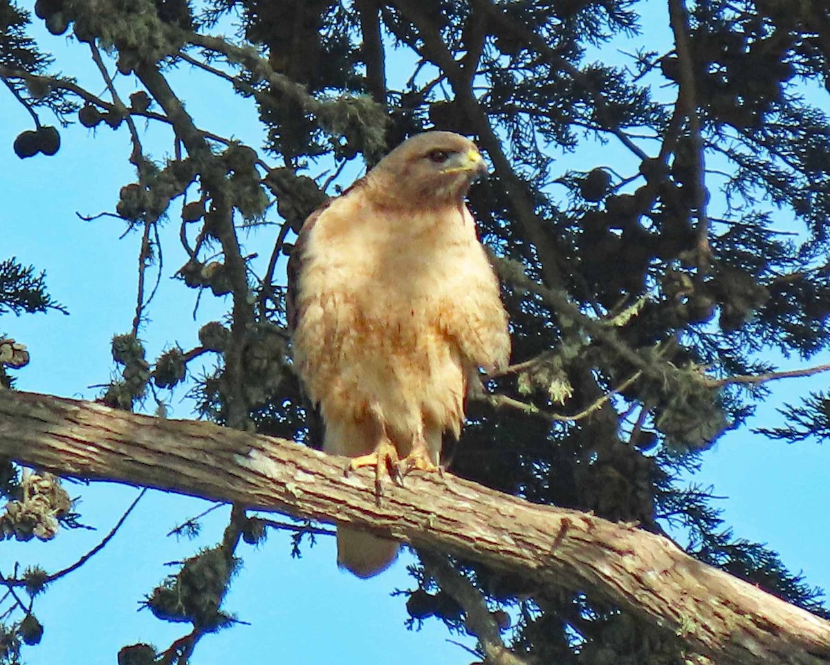 Red-tailed Hawk - ML557688611