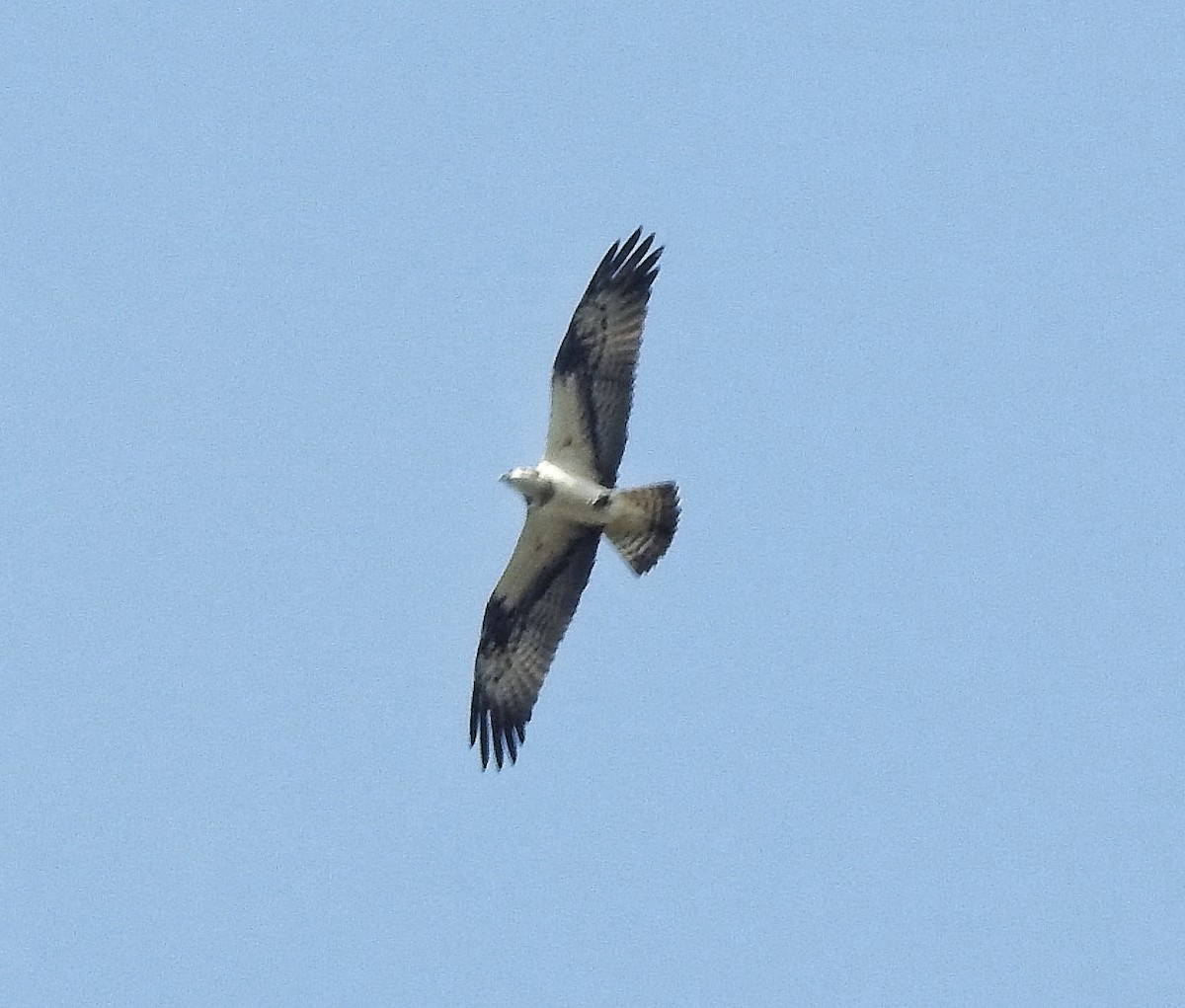 Osprey - ML557689981