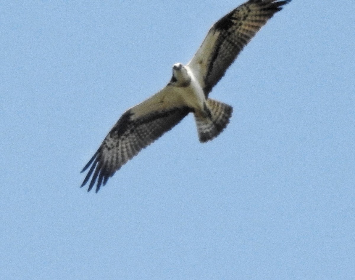 Osprey - ML557689991