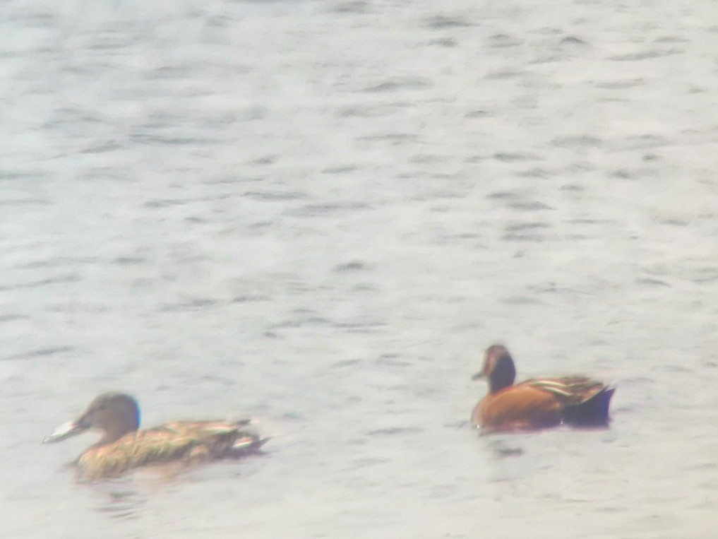 Cinnamon Teal - Bret Lang