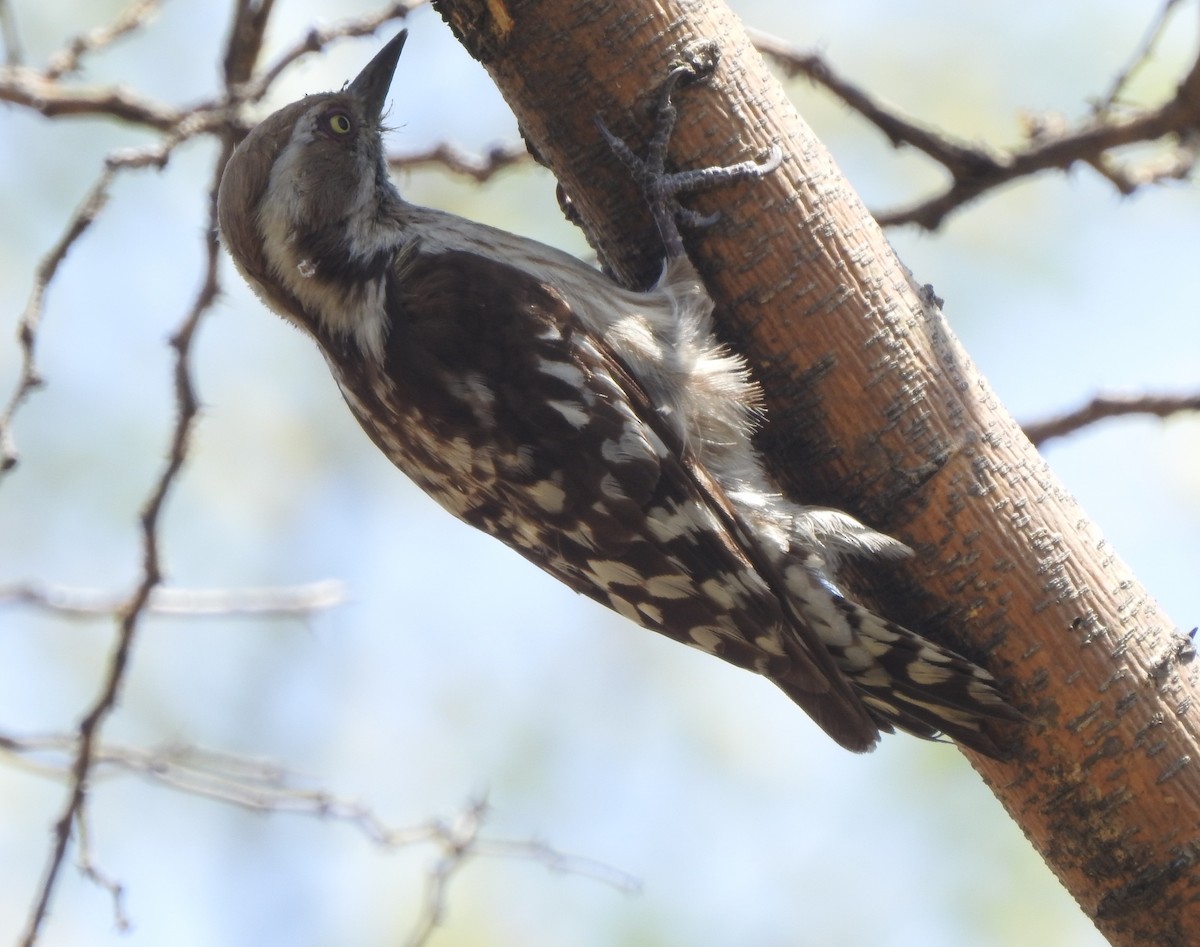 Brown-capped Pygmy Woodpecker - ML557690211