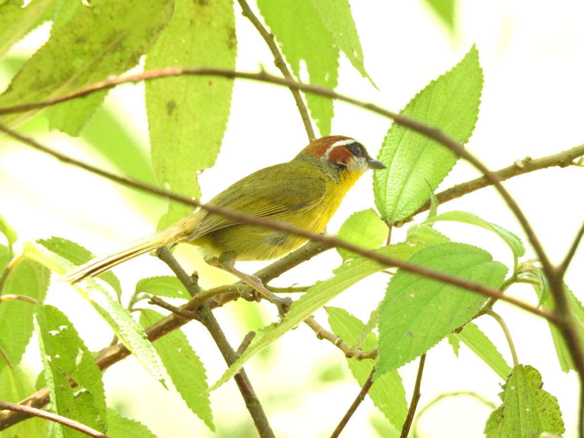 Rufous-capped Warbler (salvini) - Otto Alvarado