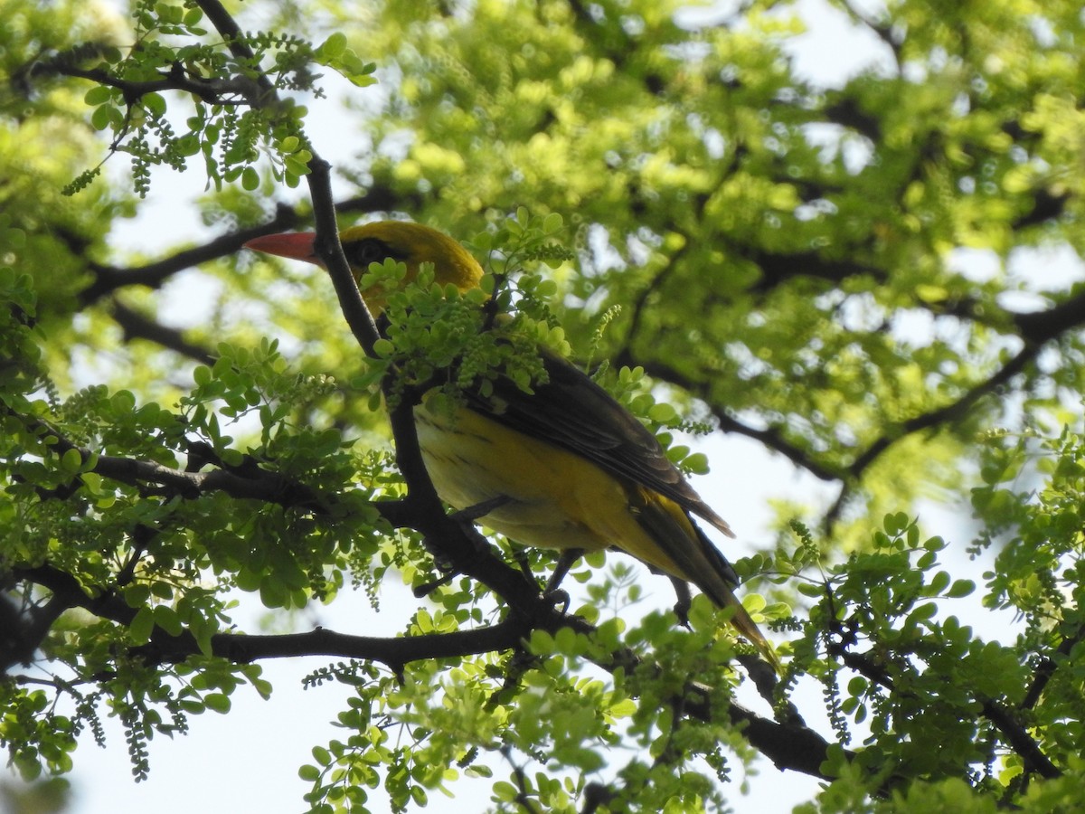 Indian Golden Oriole - ML557690341
