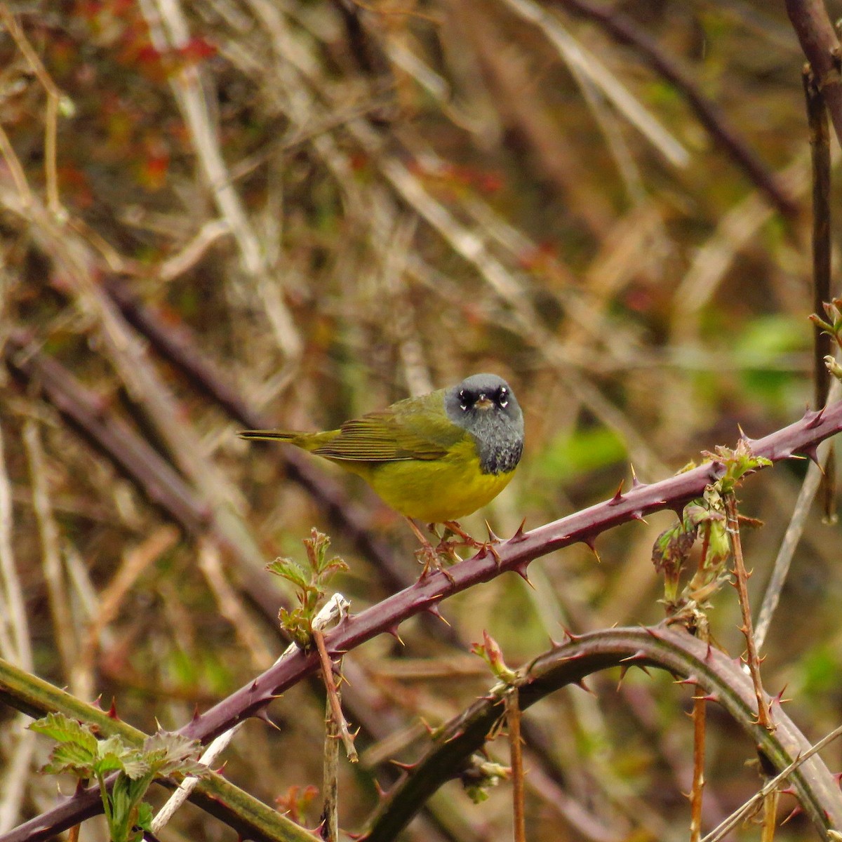 MacGillivray's Warbler - ML55769041