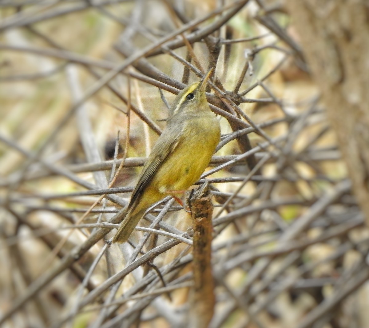 Sulphur-bellied Warbler - ML557690571