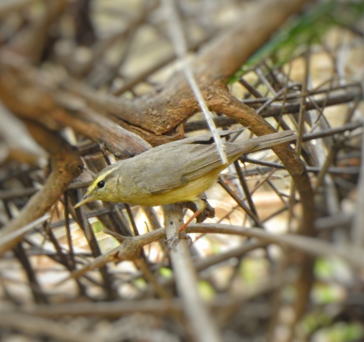 Sulphur-bellied Warbler - ML557690581