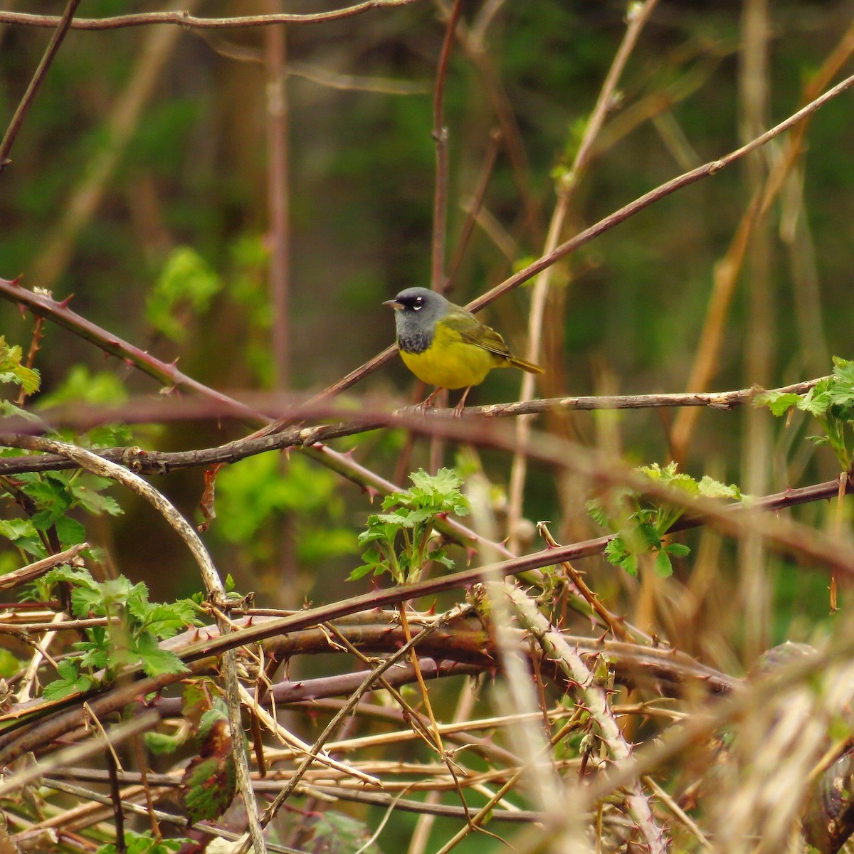 MacGillivray's Warbler - Blair Dudeck