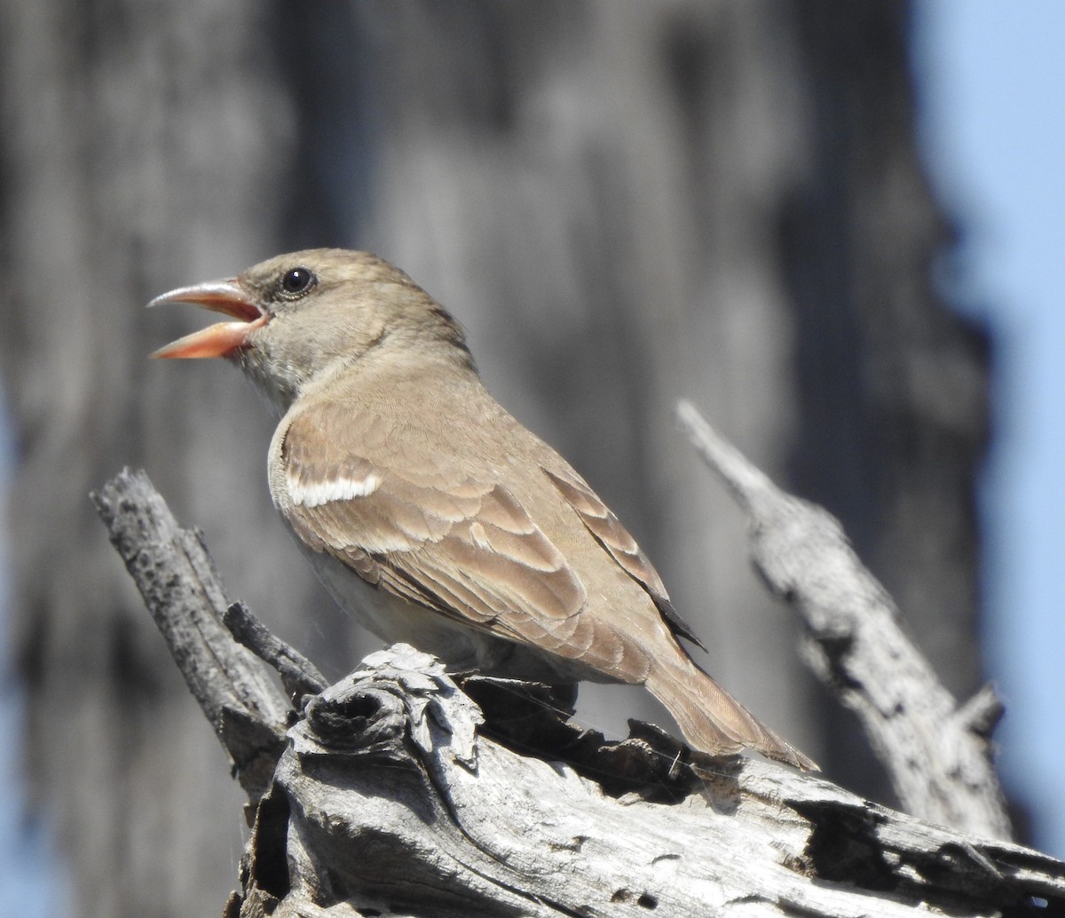 Yellow-throated Sparrow - ML557691151