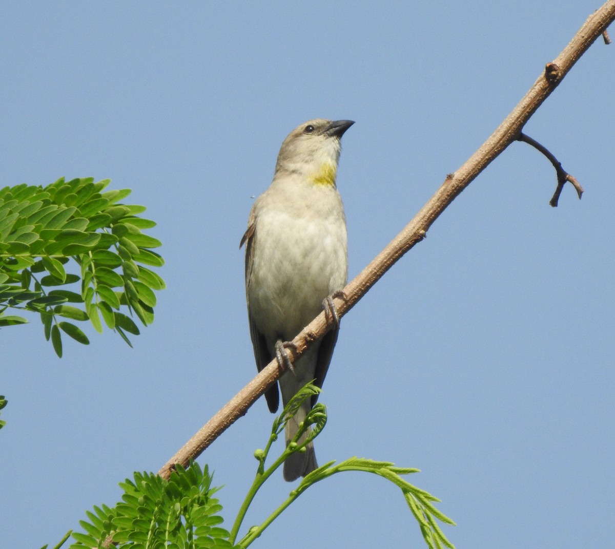 Yellow-throated Sparrow - ML557691161