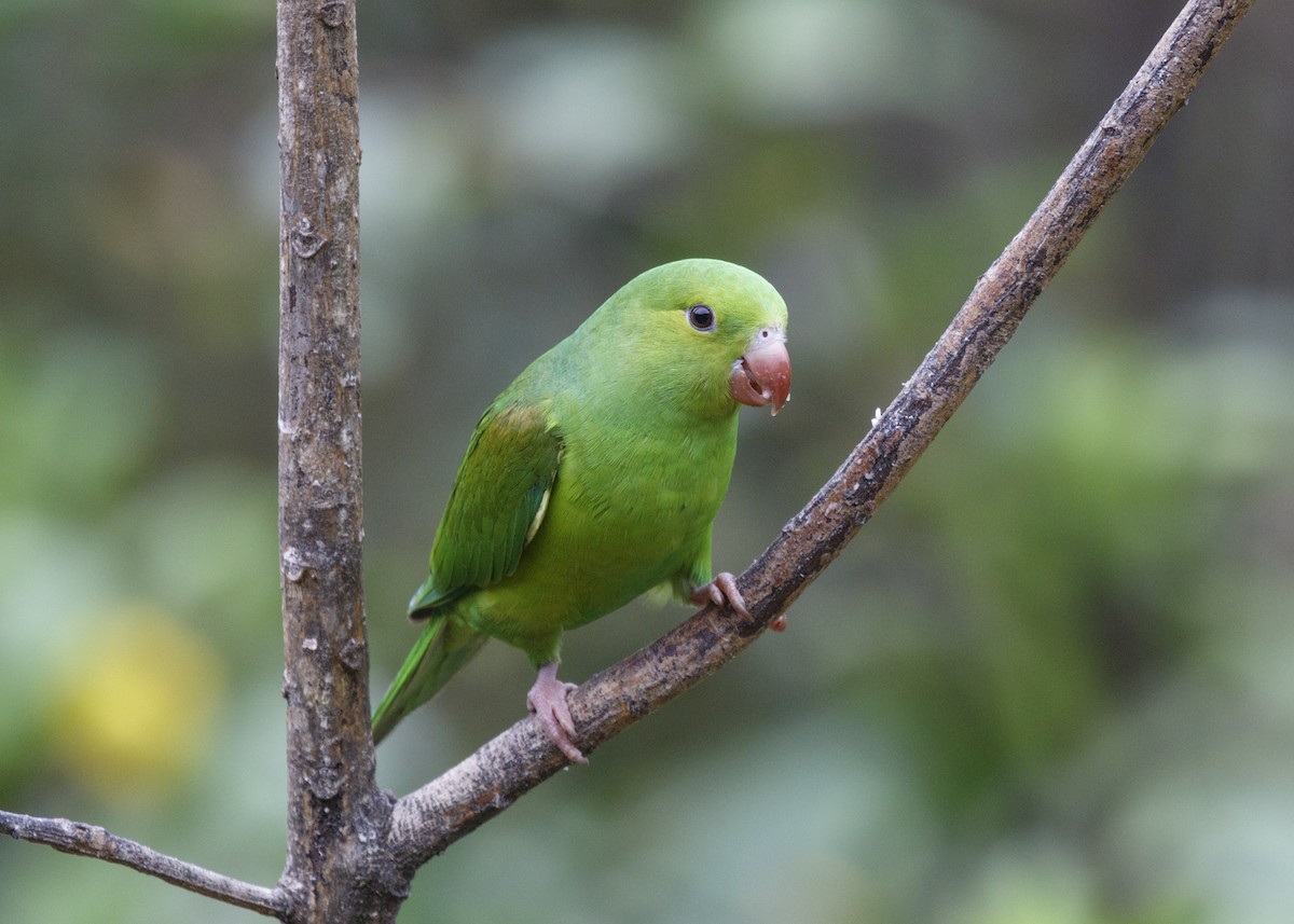 Plain Parakeet - ML557692831