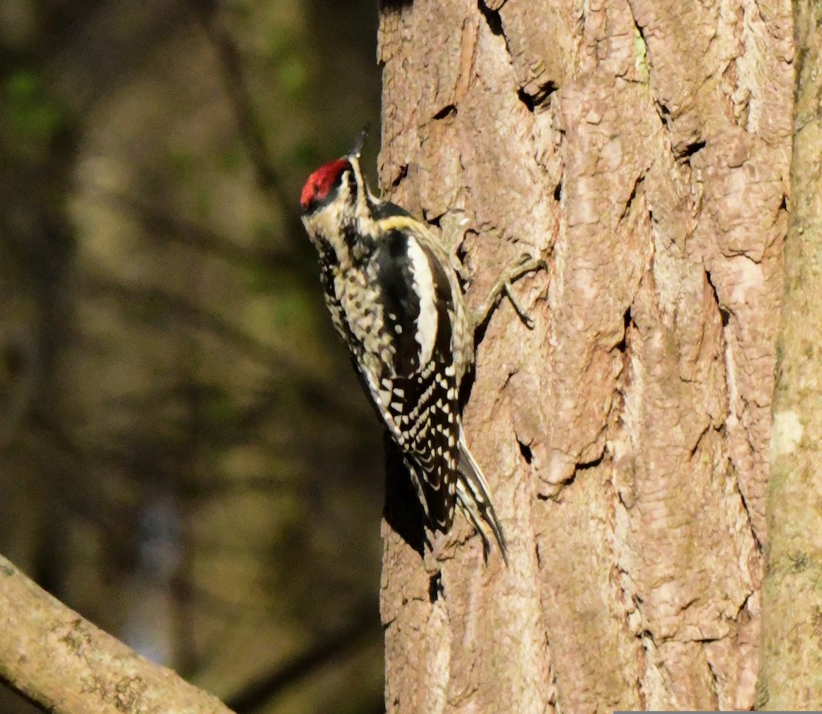 Yellow-bellied Sapsucker - ML557692941