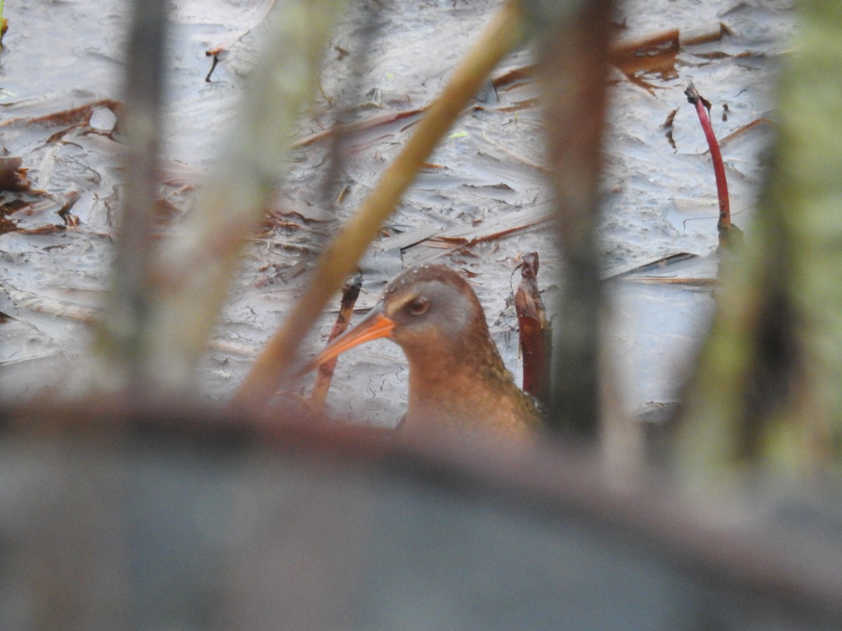 Virginia Rail - ML55769331