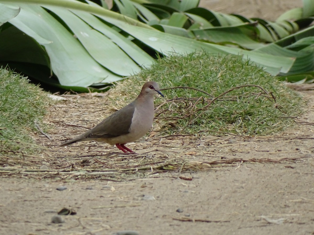 White-tipped Dove - Kevin Jiménez Gonzáles