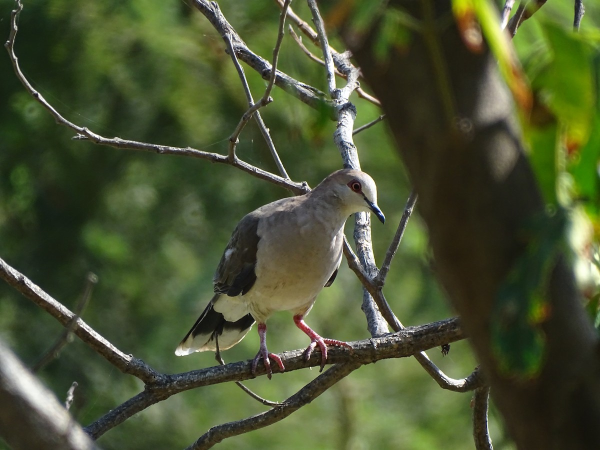 White-tipped Dove - Kevin Jiménez Gonzáles