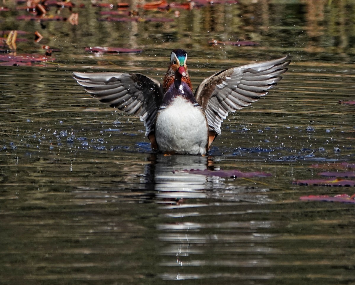 Mandarin Duck - ML557695751