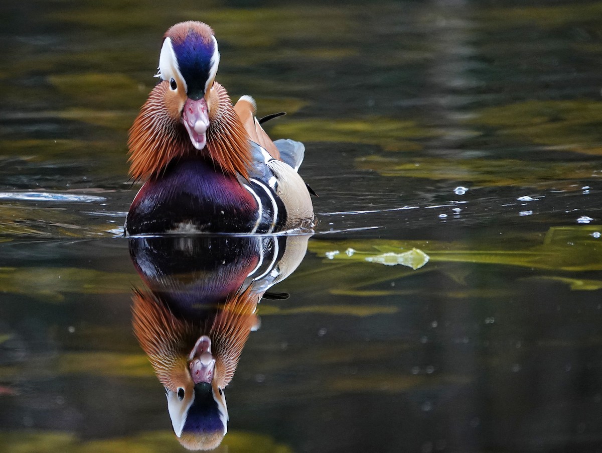 Mandarin Duck - ML557695811