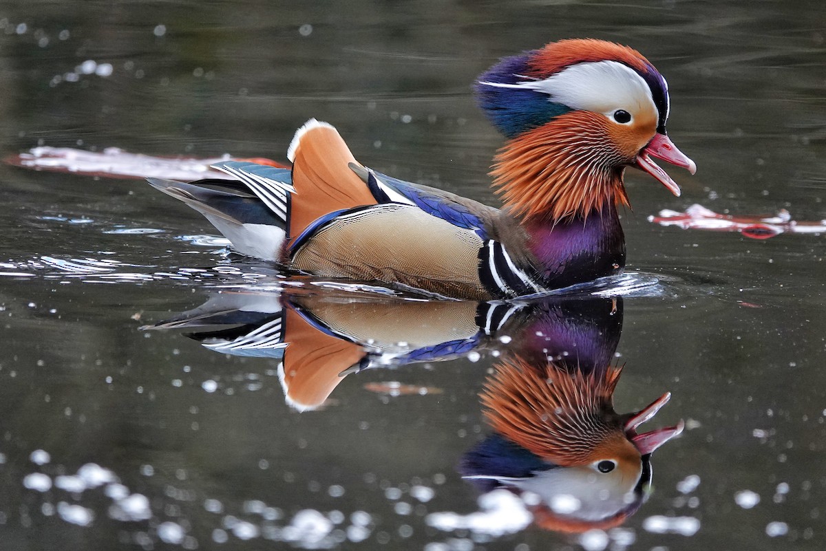 Mandarin Duck - ML557695841