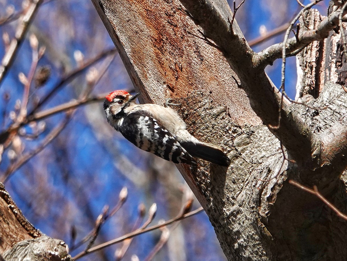 Lesser Spotted Woodpecker - Thomas Gibson