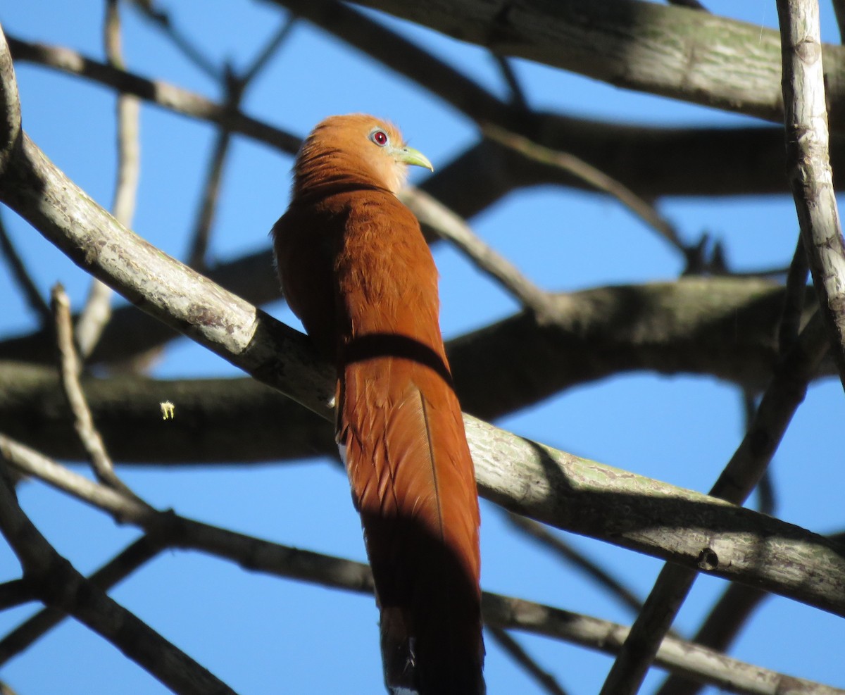 Mexican Squirrel-Cuckoo - ML557697351
