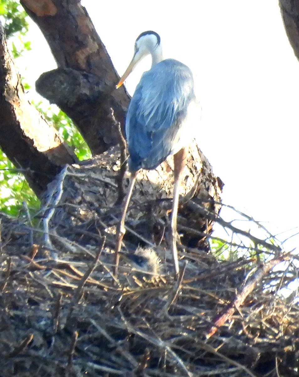 Great Blue Heron - ML557701991