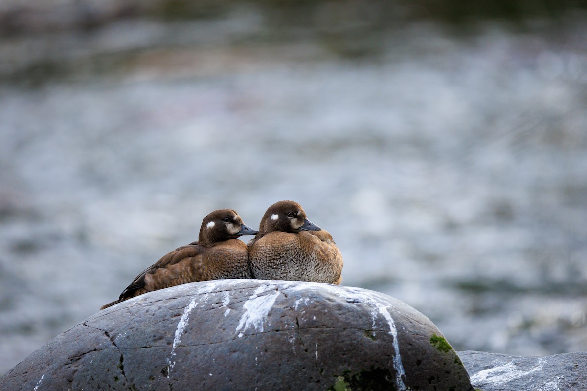 Harlequin Duck - Evan Pak