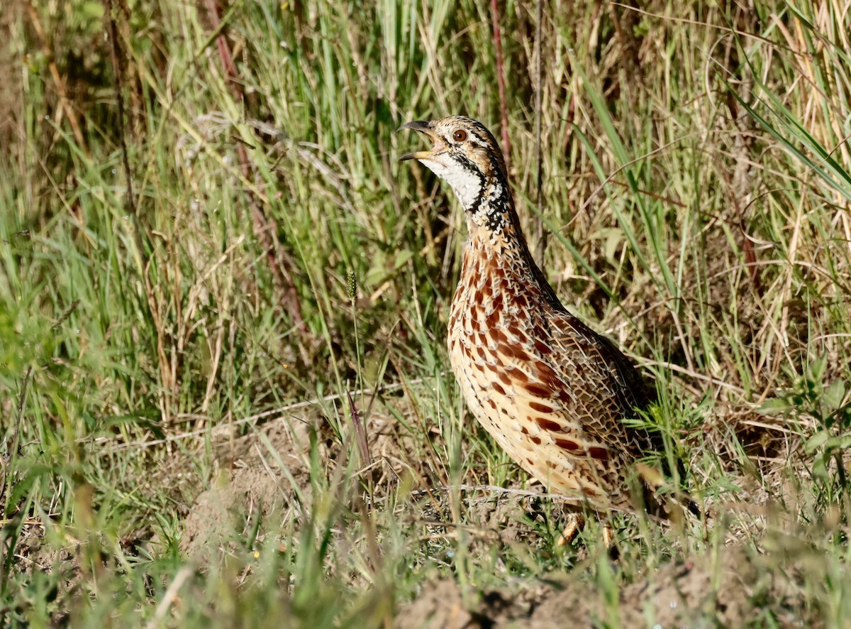 Orange River Francolin - ML557702321