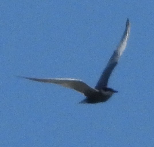 Whiskered Tern - ML557702801