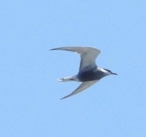 Whiskered Tern - ML557702811