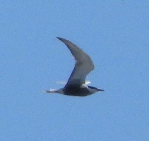 Whiskered Tern - ML557702821