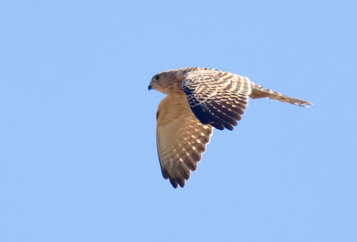 Greater Kestrel - Garret Skead