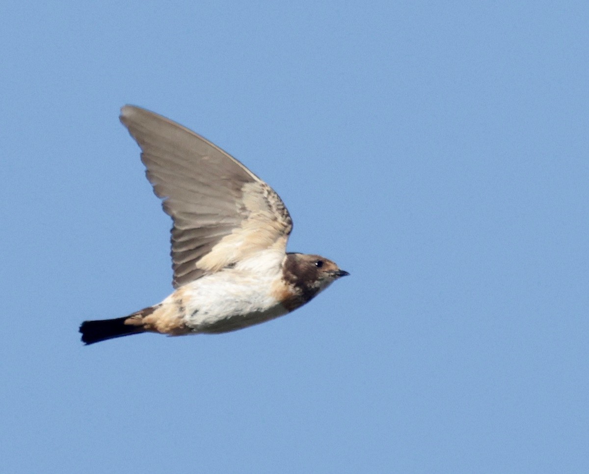 South African Swallow - Garret Skead