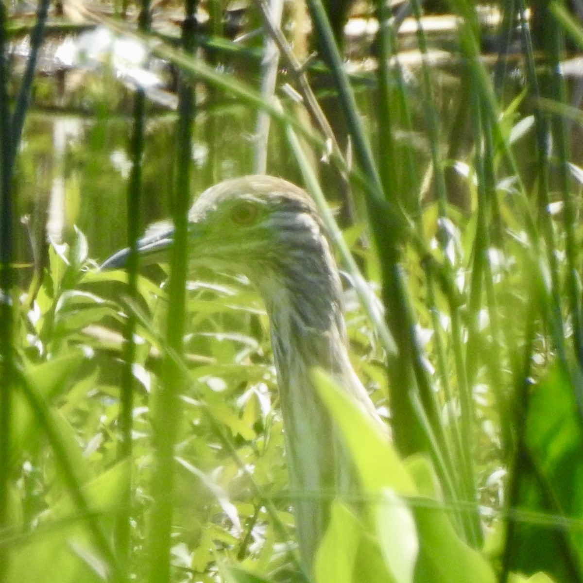 Yellow-crowned Night Heron - ML557704011