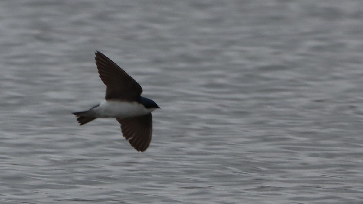 Tree Swallow - ML557705601