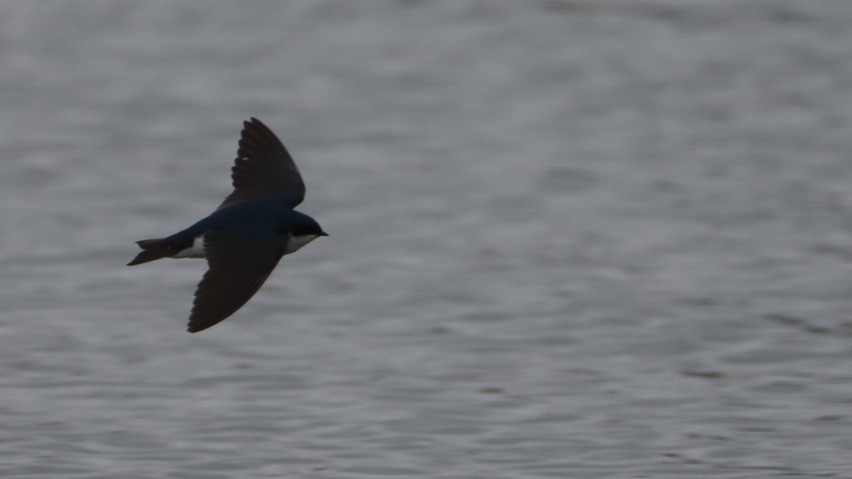 Tree Swallow - ML557705611