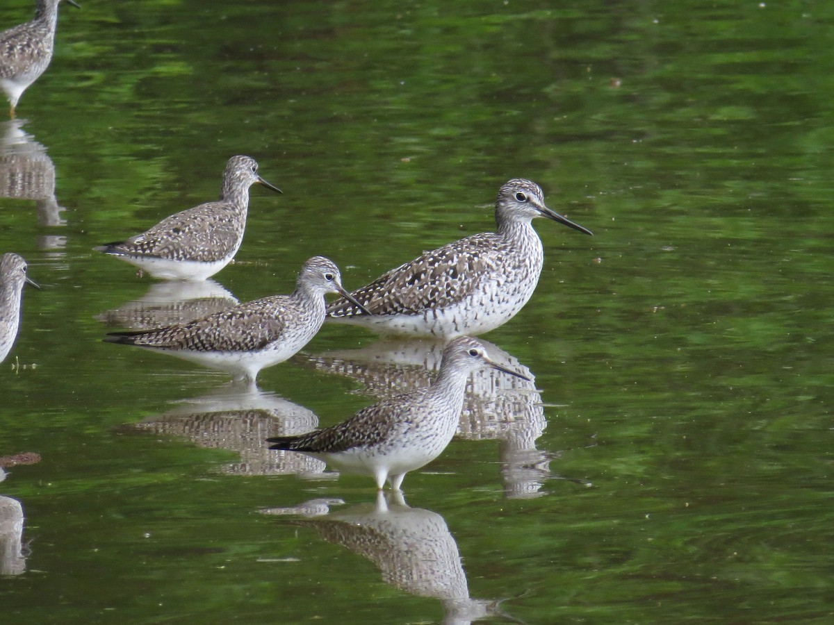Lesser Yellowlegs - ML55770571