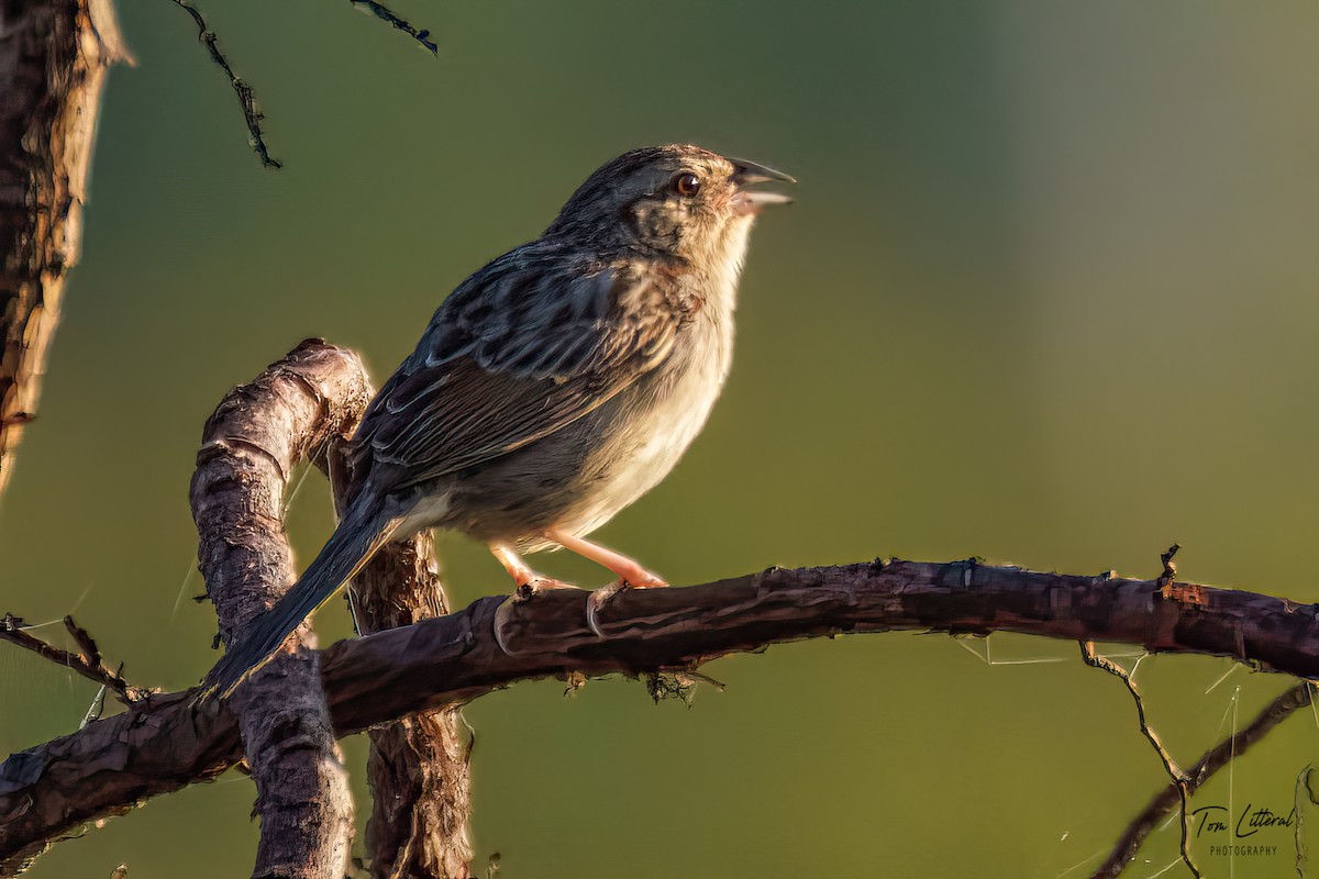 Bachman's Sparrow - ML557706171