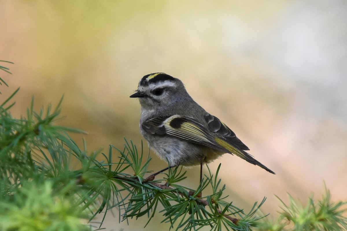 Golden-crowned Kinglet - ML557706371