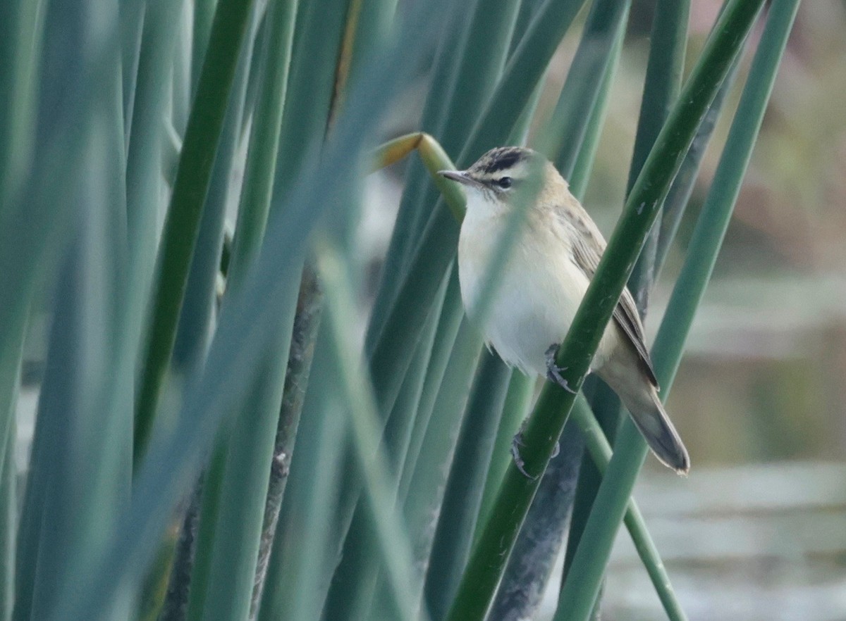 Sedge Warbler - Garret Skead