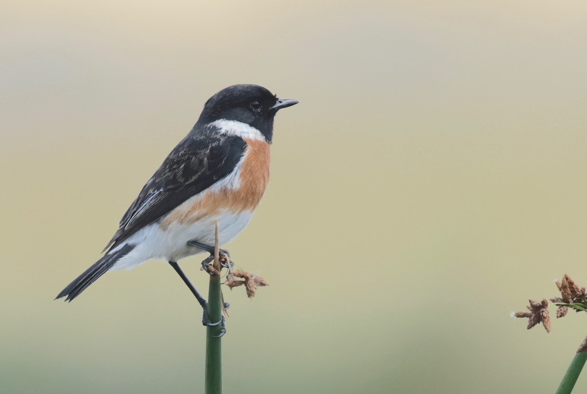 African Stonechat (African) - Garret Skead