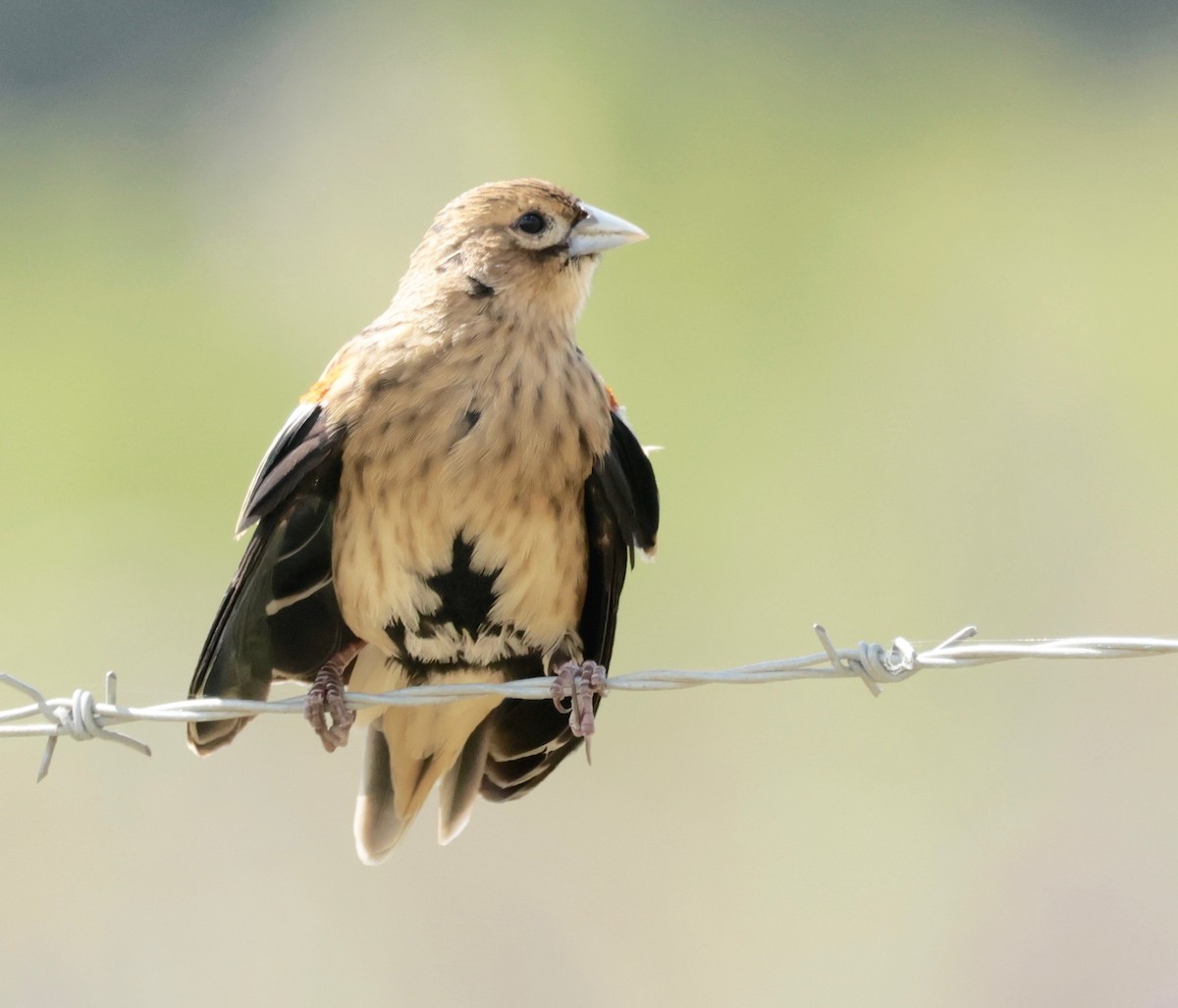 Long-tailed Widowbird - ML557707921
