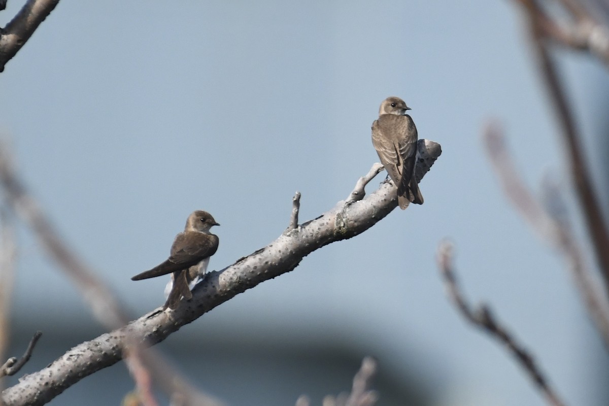Northern Rough-winged Swallow (Northern) - ML557708901