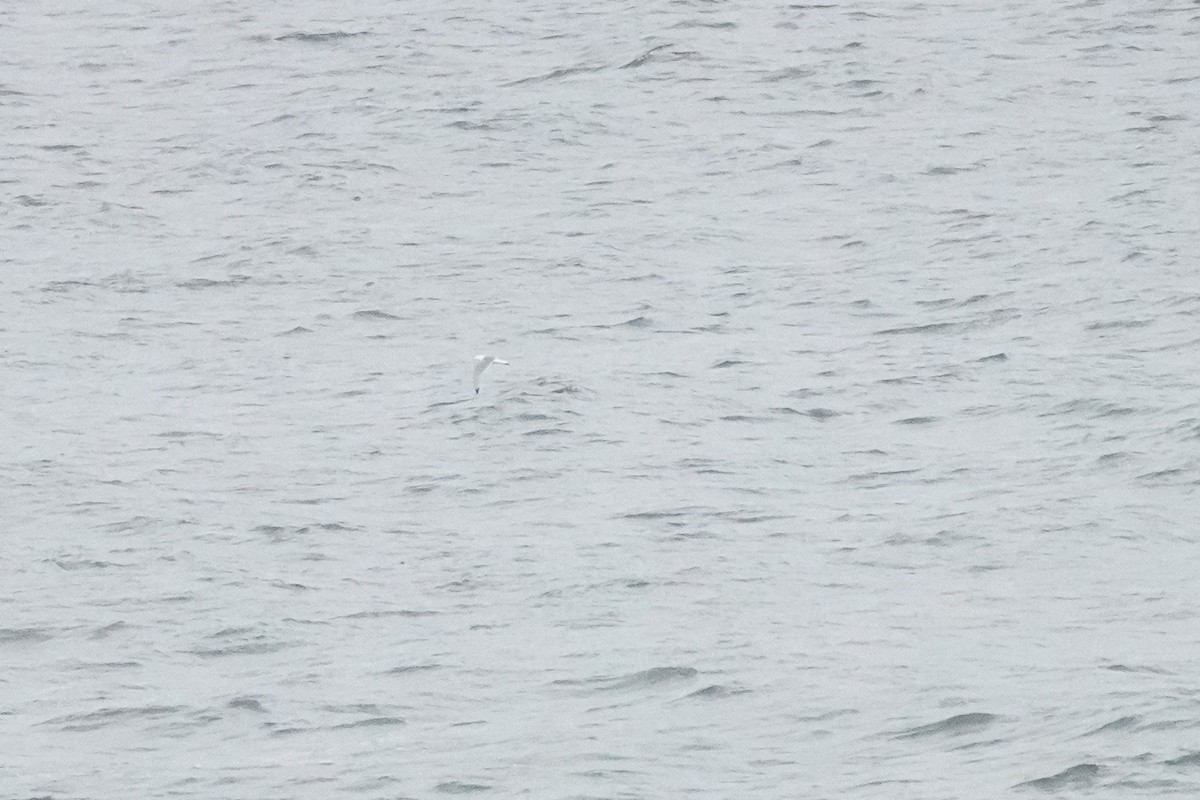 Black-legged Kittiwake - Cameron Eckert